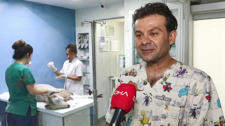 Ödemişte yangından yaralı kurtarılan Melek isimli keçi İstanbulda tedavi ediliyor