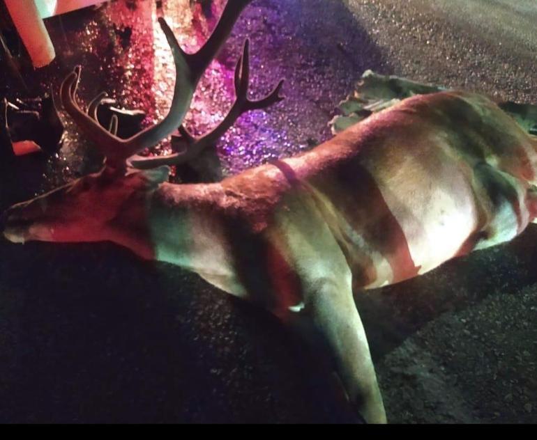 Hafif ticari araç, yola çıkan geyiğe çarptıktan sonra kamyonla çarpıştı; 1 ölü, 1 yaralı