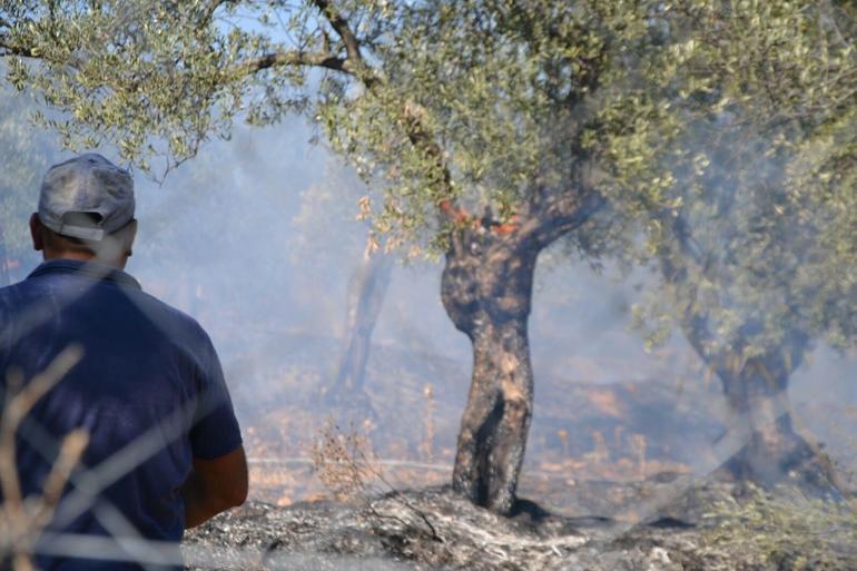 Ayvalıkta yerleşim yeri yakınında zeytinlik yangını