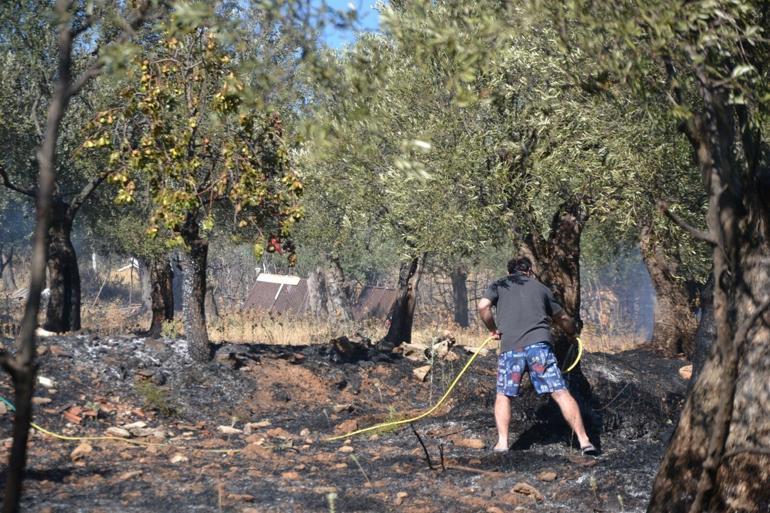 Ayvalıkta yerleşim yeri yakınında zeytinlik yangını