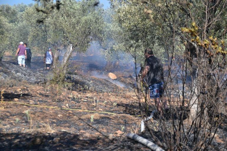 Ayvalıkta yerleşim yeri yakınında zeytinlik yangını