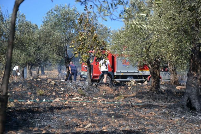 Ayvalıkta yerleşim yeri yakınında zeytinlik yangını
