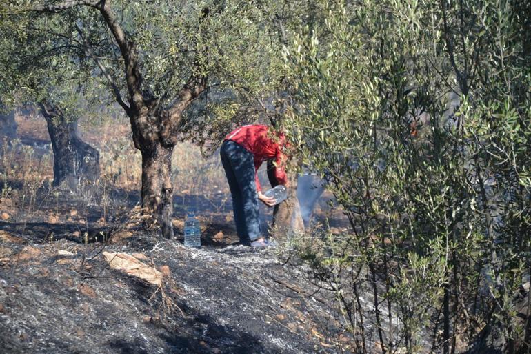Ayvalıkta yerleşim yeri yakınında zeytinlik yangını