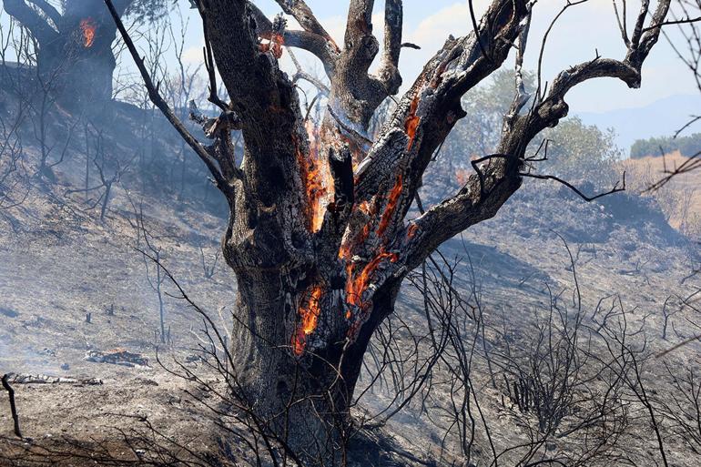 Tarım arazisinde çıkan yangın ormana sıçradı