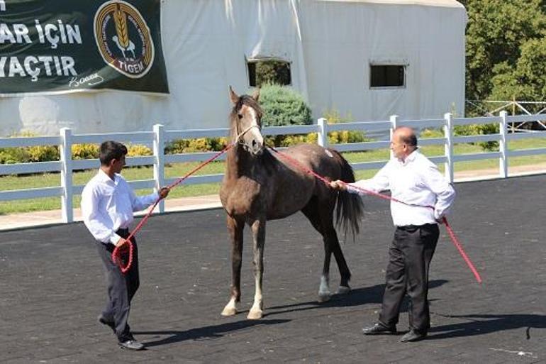 TİGEM tay satışından 23 milyon 45 bin lira gelir elde etti