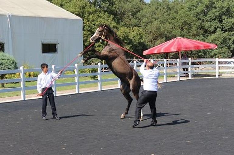 TİGEM tay satışından 23 milyon 45 bin lira gelir elde etti