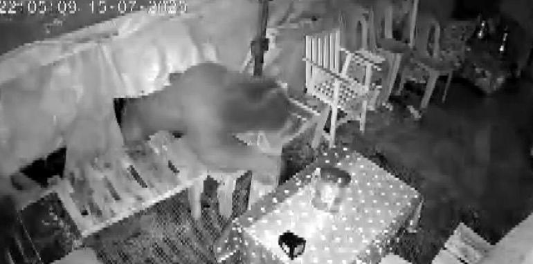 Ayının camını kırıp girdiği barakada yiyecek arayışı kamerada