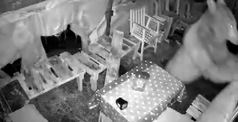 Ayının camını kırıp girdiği barakada yiyecek arayışı kamerada