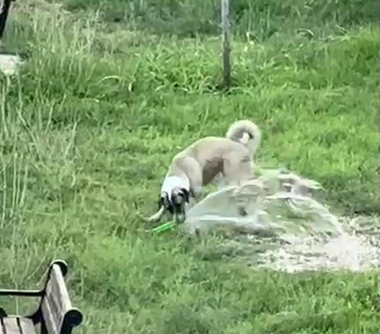 Iğdır’da çocuklar sulama aracından sıkılan suyla serinledi