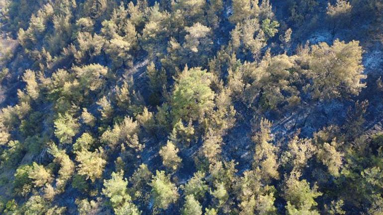 Karabükte orman yangınına müdahale sürüyor; 55 hektar alan zarar gördü