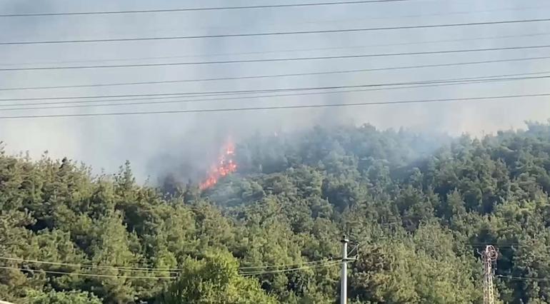 Manisada orman yangını