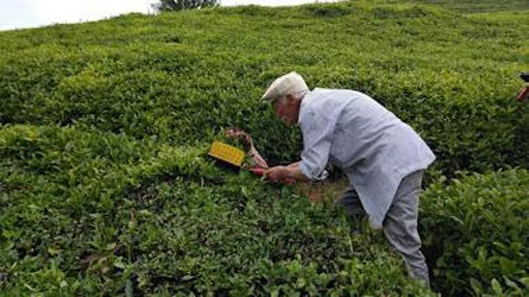 Vali Baydaş: Çay üreticisinin zarar göreceği sürece müdahil olacağız