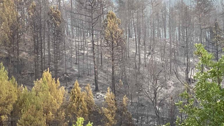 Karabükteki orman yangınlarına müdahale sürüyor