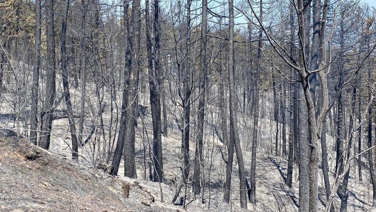 Karabükte orman yangınlarına müdahale sürüyor