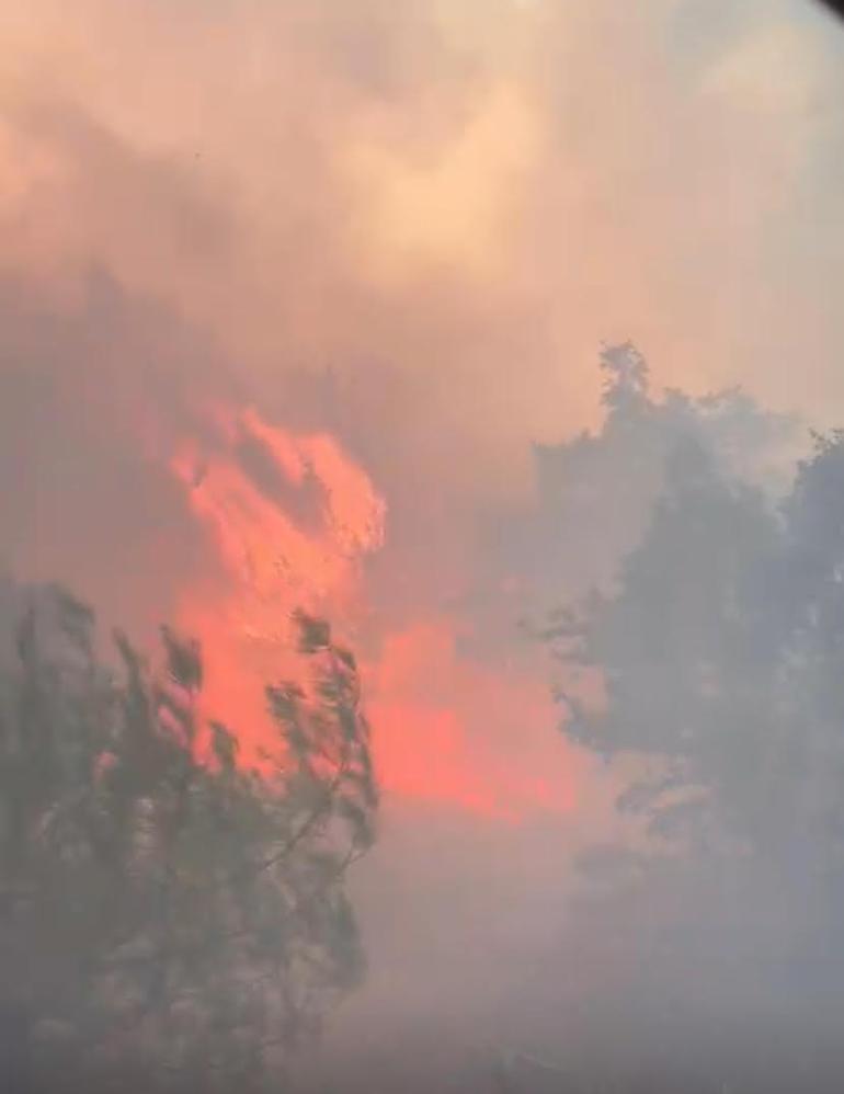 Akhisarda orman yangını