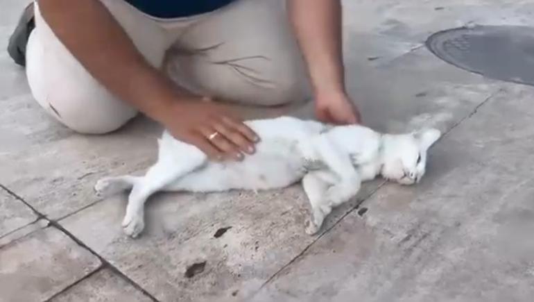 Kediyi, suni teneffüs ve kalp mesajı ile kurtarmaya çalıştı