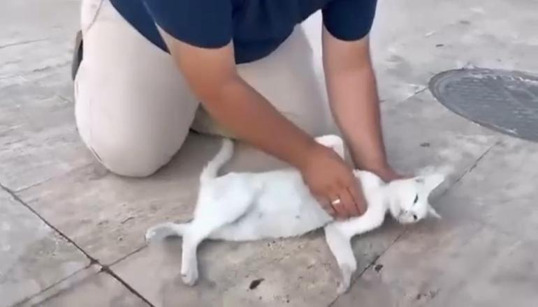 Kediyi, suni teneffüs ve kalp mesajı ile kurtarmaya çalıştı