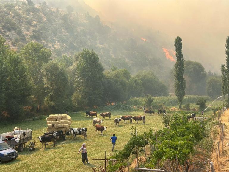 Uşakta meşelik ve orman yangını