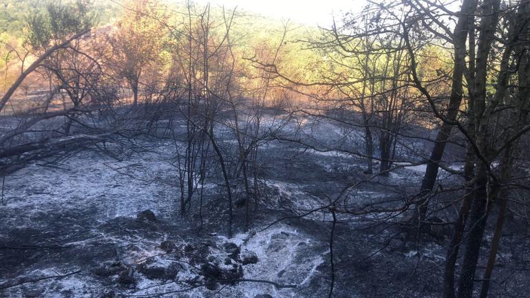 Sakaryadan Düzceye sıçrayan orman yangını söndürüldü