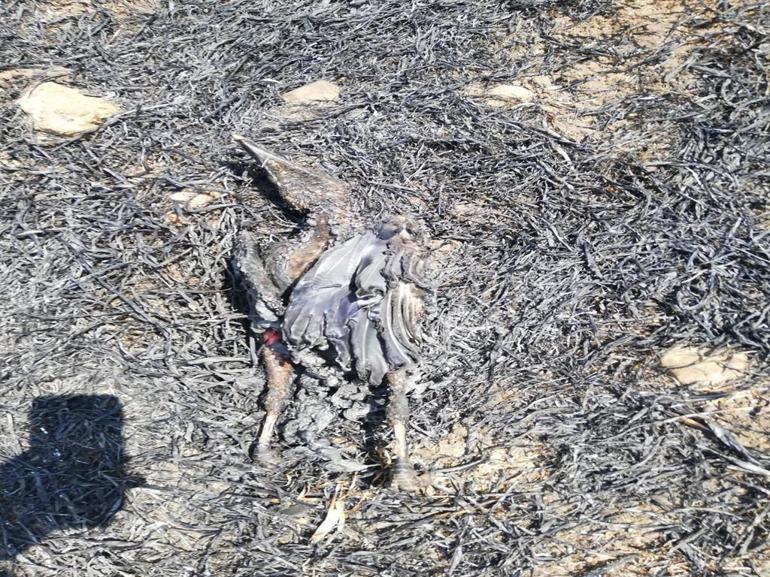 Kahramanmaraş’taki orman yangını 3’üncü gününde kontrol altına alındı