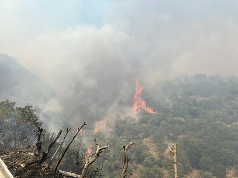 Aydında çıkan orman yangını kontrol altında