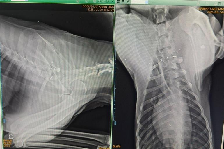 Havalı tüfekle vurulan köpek felç kaldı; saldırı kamerada