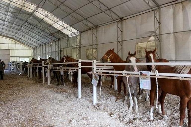 TİGEM tay satışından 45 milyon lira gelir elde etti