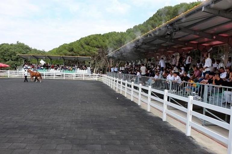 TİGEM tay satışından 45 milyon lira gelir elde etti