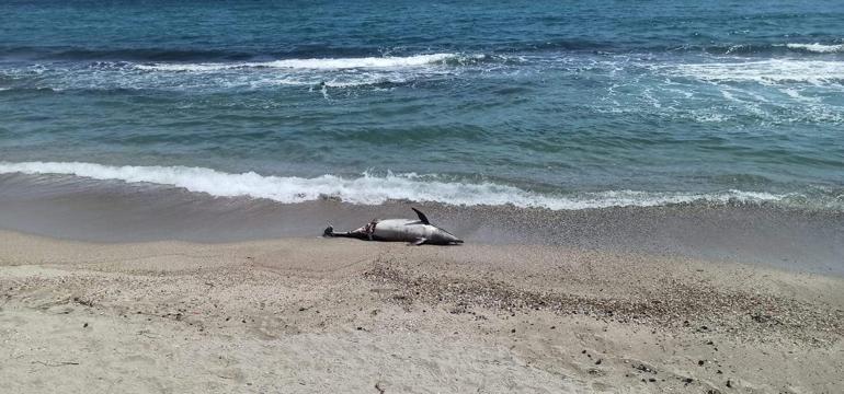 Tekirdağda kıyıya ölü yunus vurdu