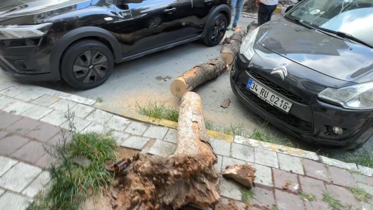 Avcılarda kökü kuruyan ağaç park halindeki otomobilin üzerine devrildi