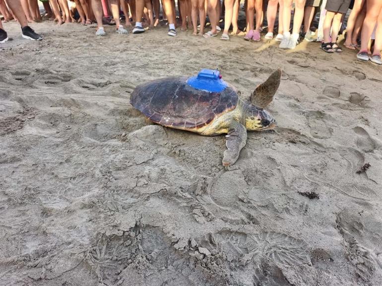 Ürettikleri ilk yerli uydu takip cihazı, caretta carettaya takıldı