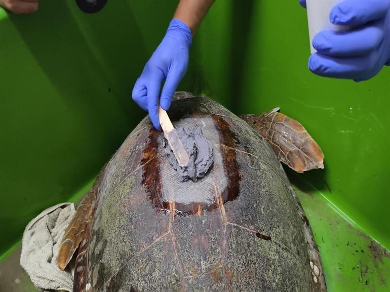 Ürettikleri ilk yerli uydu takip cihazı, caretta carettaya takıldı