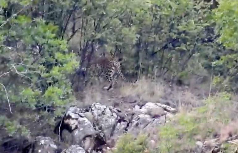 Antalyada Anadolu parsı görüntülendi