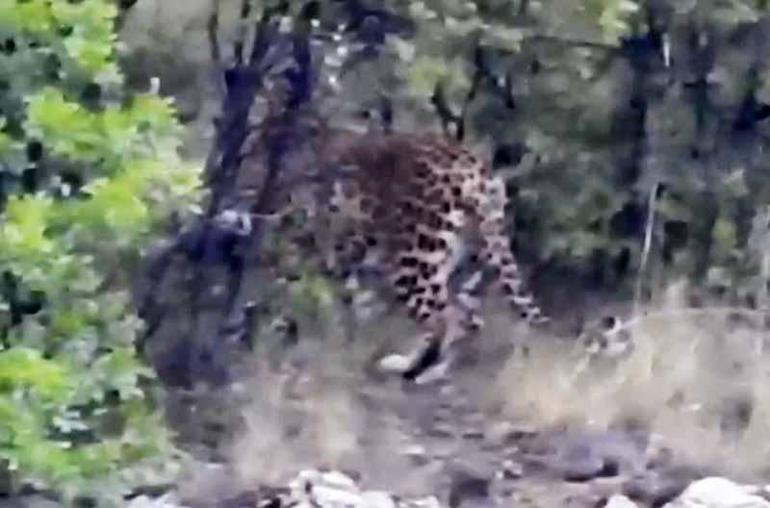 Antalyada Anadolu parsı görüntülendi