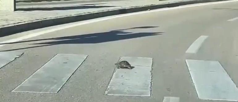 Yaya geçidinden geçen kaplumbağa, kamerada