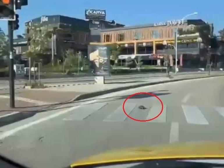Yaya geçidinden geçen kaplumbağa, kamerada