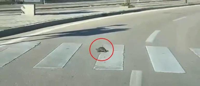 Yaya geçidinden geçen kaplumbağa, kamerada
