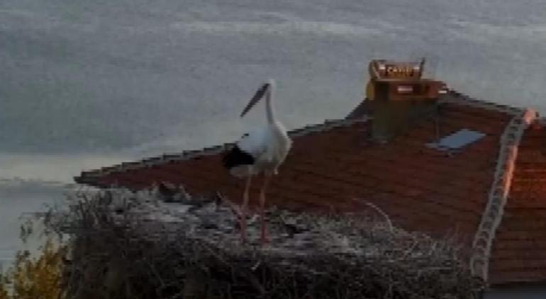Yaren leyleğin depremi hissettiği anlar kamerada