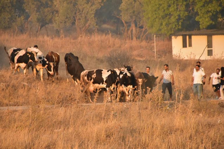 İzmirde minibüste çıkan yangın ormana sıçradı: 3 gözaltı