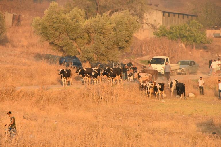 İzmirde minibüste çıkan yangın ormana sıçradı: 3 gözaltı