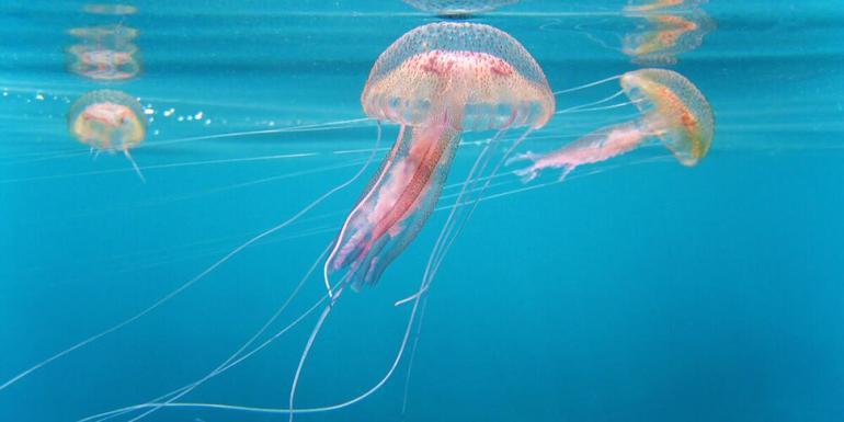 Fransada nükleer denizanası alarmı