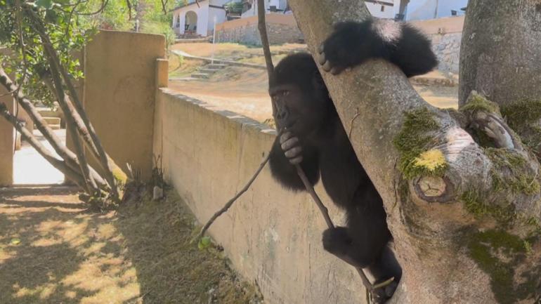 Goril Zeytinin ülkesine dönmesi için hazırlıklar başladı