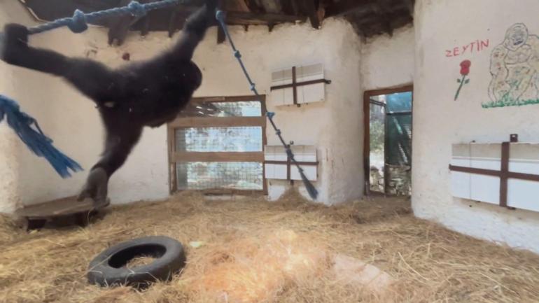 Goril Zeytinin ülkesine dönmesi için hazırlıklar başladı