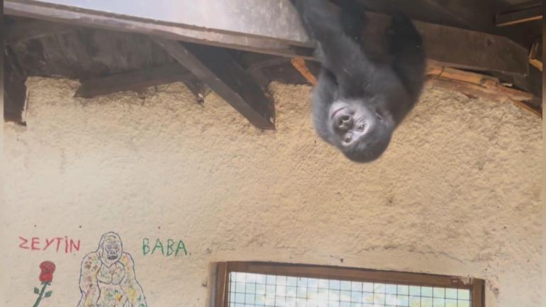 Goril Zeytinin ülkesine dönmesi için hazırlıklar başladı