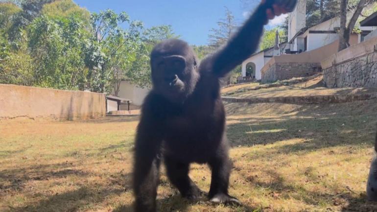 Goril Zeytinin ülkesine dönmesi için hazırlıklar başladı