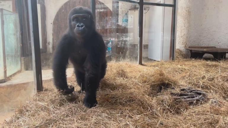 Goril Zeytinin ülkesine dönmesi için hazırlıklar başladı