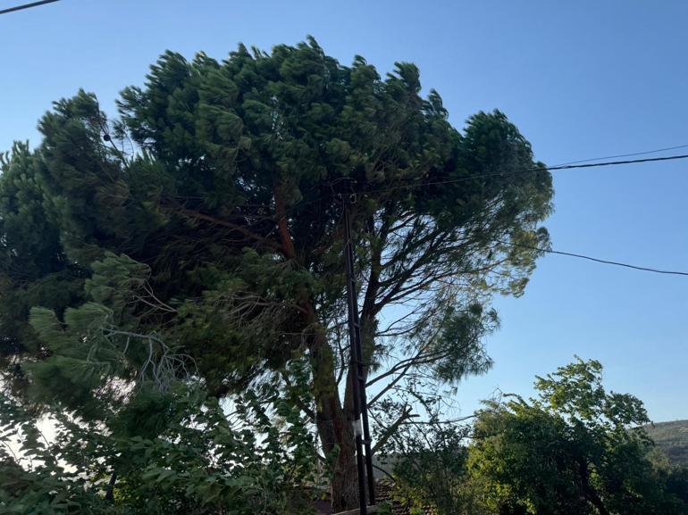 Rüzgarın etkisiyle kopan elektrik telleri yangına neden oldu