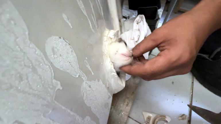 Avcılar’da başı lavabo deliğine sıkışan yavru kediyi itfaiye kurtardı
