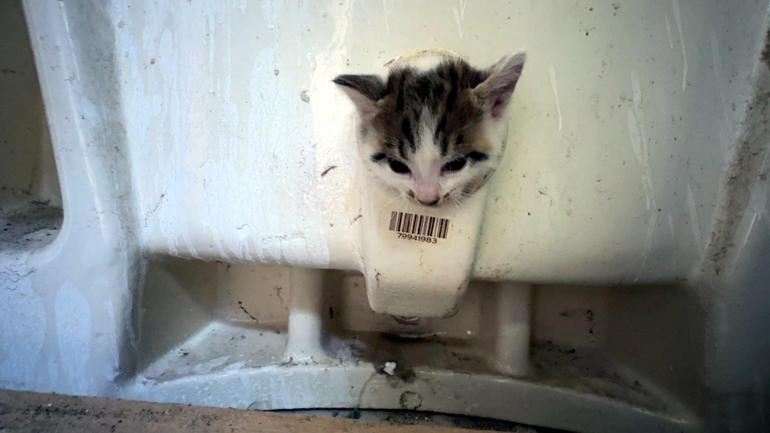 Avcılar’da başı lavabo deliğine sıkışan yavru kediyi itfaiye kurtardı