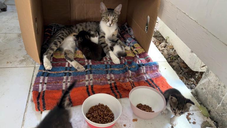 Avcılar’da başı lavabo deliğine sıkışan yavru kediyi itfaiye kurtardı